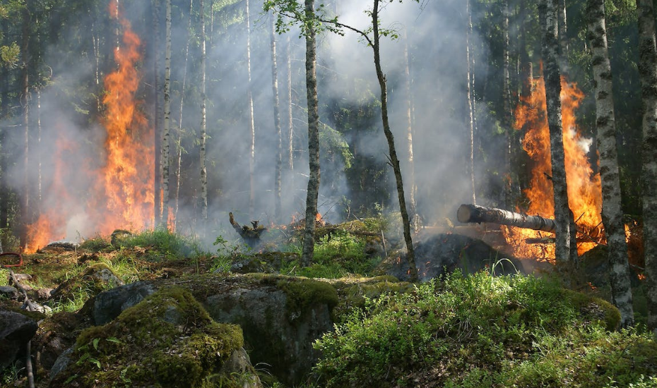 Doann l: Orman Yangnlarnn Etkileri ve Nedenleri